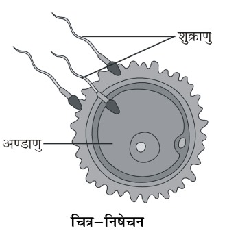 कक्षा 8 विज्ञान पाठ 6 चित्र 11