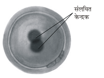 कक्षा 8 विज्ञान पाठ 6 चित्र 12