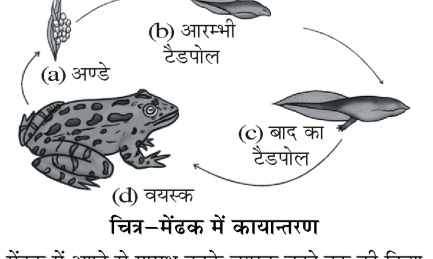कक्षा 8 विज्ञान पाठ 6 चित्र 13