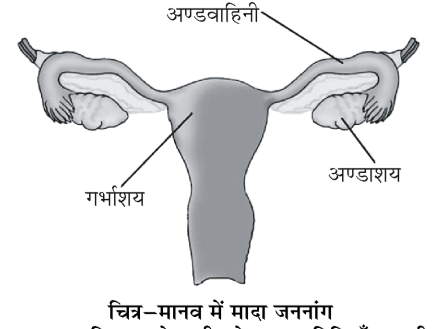 कक्षा 8 विज्ञान पाठ 6 चित्र 7