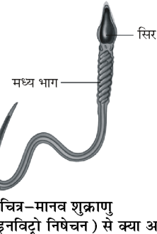 कक्षा 8 विज्ञान पाठ 6 चित्र 8