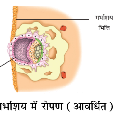 कक्षा 8 विज्ञान पाठ 6 चित्र 9