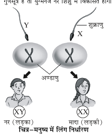 कक्षा 8 विज्ञान पाठ 7 चित्र 5